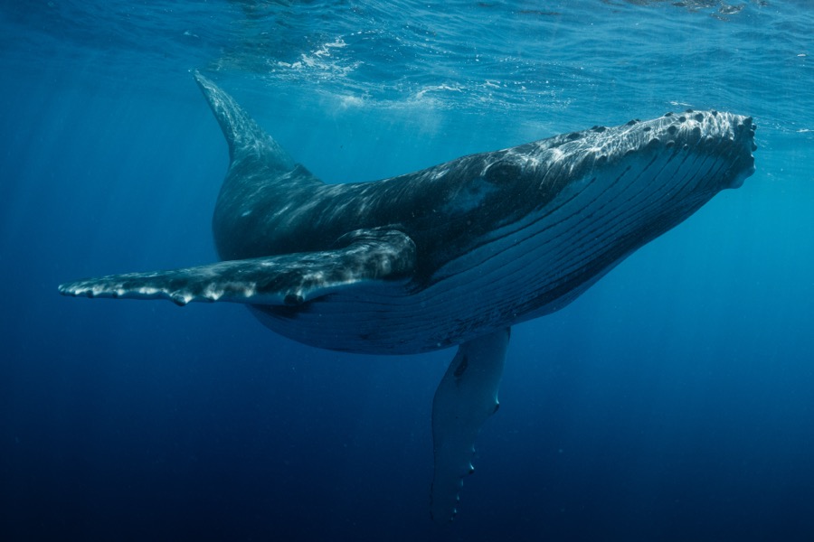 Freediving with a humpback whale in French Polynesia